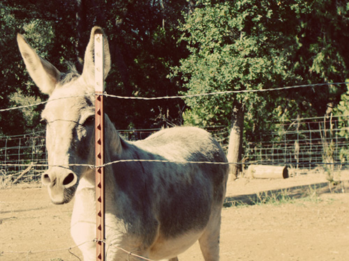 clarissa Good burro